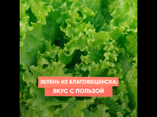 greens from blagoveshchensk: taste with benefits